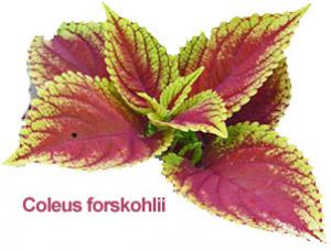 forskolin plant