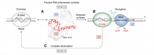 In the flipon cycle, Z-DNA enables the load, fire and rest of promoters during RNA transcription.