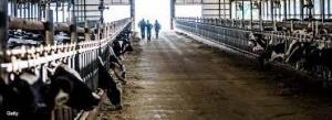 Dairy Farm Operation