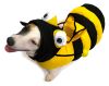 Dog wearing bumble bee costume