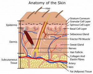 The deep dermis is the area that houses the cells that produce collagen and elastin. Treatments and products must reach this area to have a significant effect.