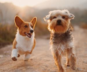 CanMyDogEat.org - Learn what foods your dog can eat safely