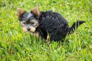 CanMyDogEat.org - Learn what foods your dog cannot eat safely