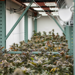 Power Biopharms indoor cannabis farm flower room plants