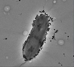 Visualization of the phage PASA 16 Credit: Ronen Hazan