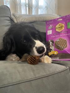 Yummy Combs Debuts New Fish and Egg Formula.  A tasty and healthy treat for your pet.