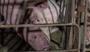 Pig rests in distress in gestation crate.