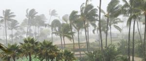 Image of hurricane blowing palm trees with high winds