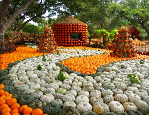 Autumn at the Arboretum in Dallas, Texas, features 100,000 pumpkins, gourds and squash.