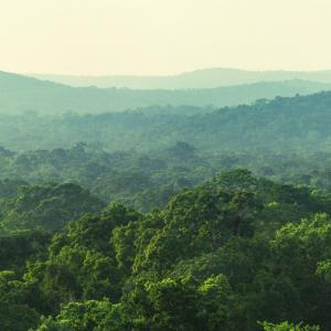 Bird's-eye view of a reforested patch of land with young trees.