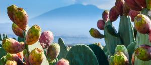 Wie ein Kaktus schmeckt und sechs andere stachelige Fragen zu Kaktusfeigen