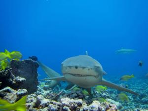 Scuba Diving Hawaii Announces Exciting New Dive Deals for Ocean Enthusiasts