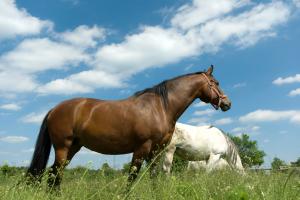 Georgia’s Federal Delegation Can Help Save America’s Forgotten Equines