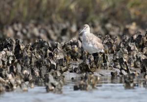 Lack of Specific Mitigation Plan Raises Concerns Over Freshwater Introduction in Barataria Bay