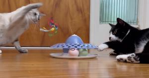 Automatic Rotating Butterfly Cat Toy with Catnip Ball Launches on Amazon