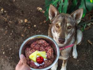 Raw Pet Food Market