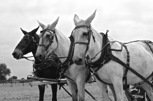 Photo of working mules
