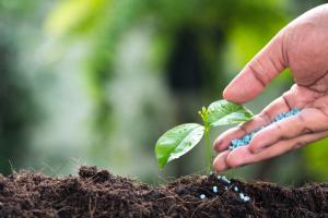 Vietnam Fertilizer Market Size