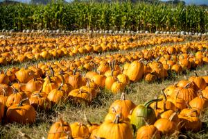 Half  Moon Bay Pumpkin Farm