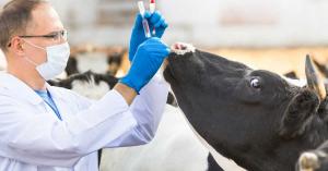 Livestock Vaccine
