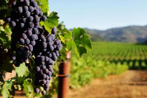 Dr. Akoury’s Insights On Wine For Wellness