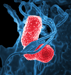 White blood cell interacting with Klebsiella pneumoniae bacteria