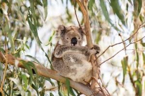 Wyuna Wildlife Retreat: Spearheading Ecosystem Conservation in Australia’s Koala Corridor