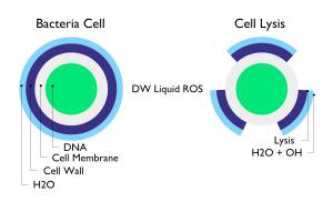 How DW Liquid ROS Occurs using science