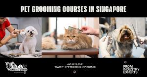 The Pets Workshop Unveils Pet Grooming Courses in Singapore: Elevating Pet Care Education to New Heights