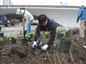 A young man plants a shrub in dark soil. It is an over cast day and he is wearing a blue jacket and gardening gloves.