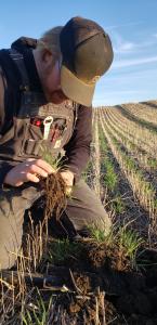 Derek Axten examines a cover crop at Axten Family Farms