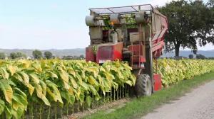 Tobacco Harvester