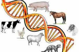 Animal Genetics Market Siz