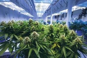 Medicinal Cannabis Market