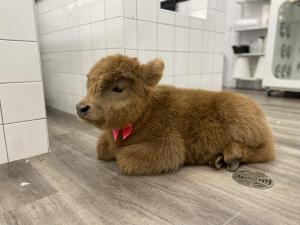 Super fluffy Canadian born Micro Miniature Highland calf Allove lays peacefully at the Oh My Dog Spa. Allove is wearing a bright pink bow laying next to a white tiled wall.