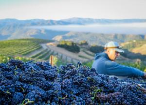 Monterey County Morning Winegrape Harvest