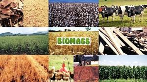 Biomass Market
