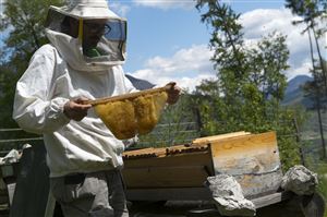 A beekeeper tending to the bees at Ferrari Trento