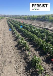 Crop Trial, Pepper Plants