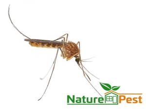 Mosquito Control