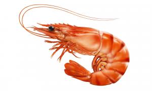 Shrimp Market