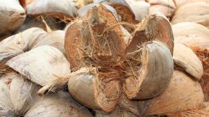 Coconut Coir Market