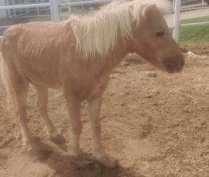 Diamond Bar Ranch and Equine Rescue has a Heart for the Least of Them