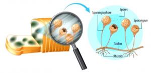 Mold Testing