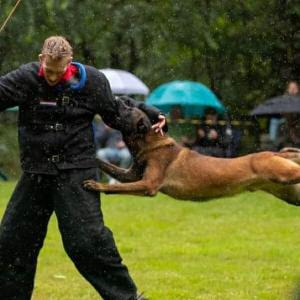 Over 4,000 Elite Protection Dogs Trained and Delivered to High Net Worth Clients