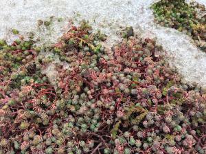 Image of sedum in dormancy under the frost.