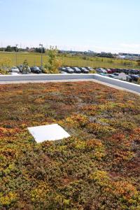Visual of low sloped vegetated roof in dormancy.