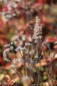 Close-up shot of sedum stalk going to seed.