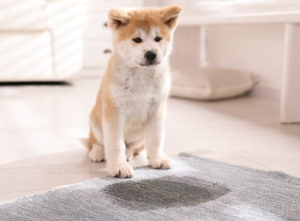 pet friendly carpet cleaning