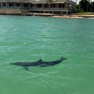 rescue dolphin at punta cana